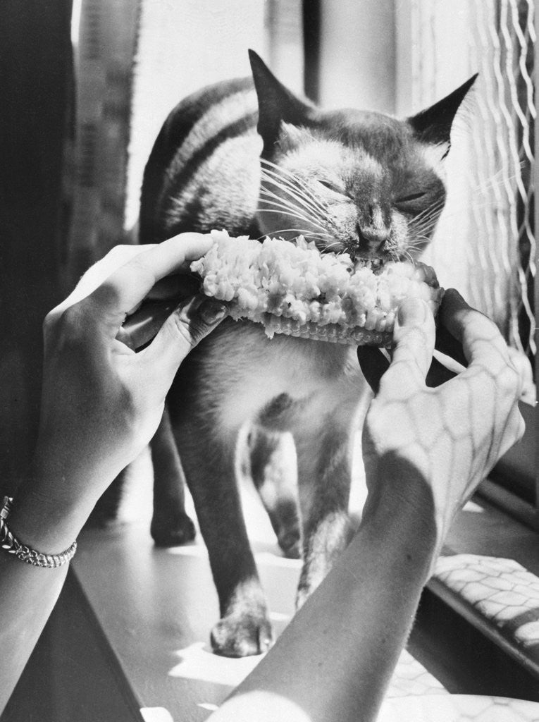 Detail of Woman's Hands Feeding Cat a Corn Cob by Corbis