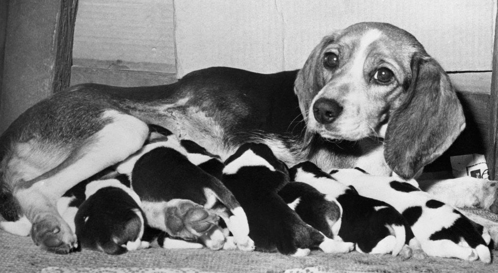 Detail of Mother and Pups Lying Together by Corbis