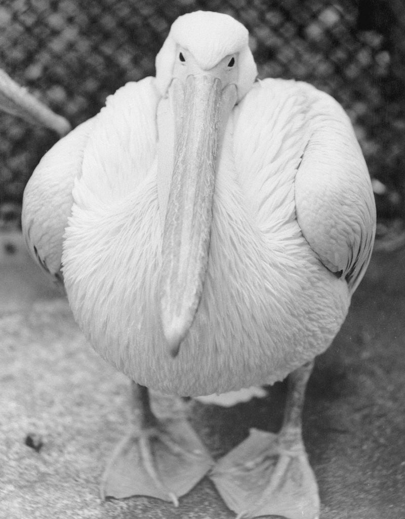 Detail of View of Pelican by Anonymous