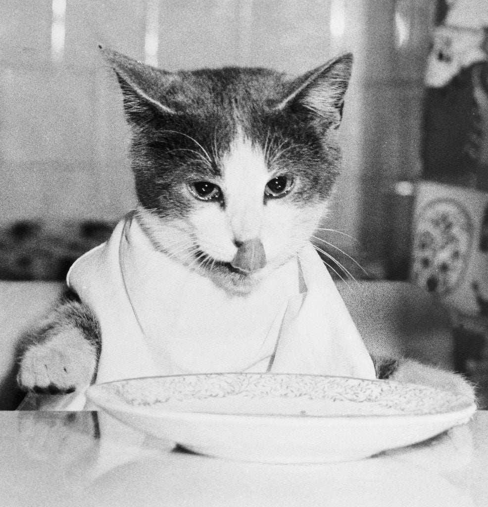 Detail of Cat Waiting to Eat by Anonymous
