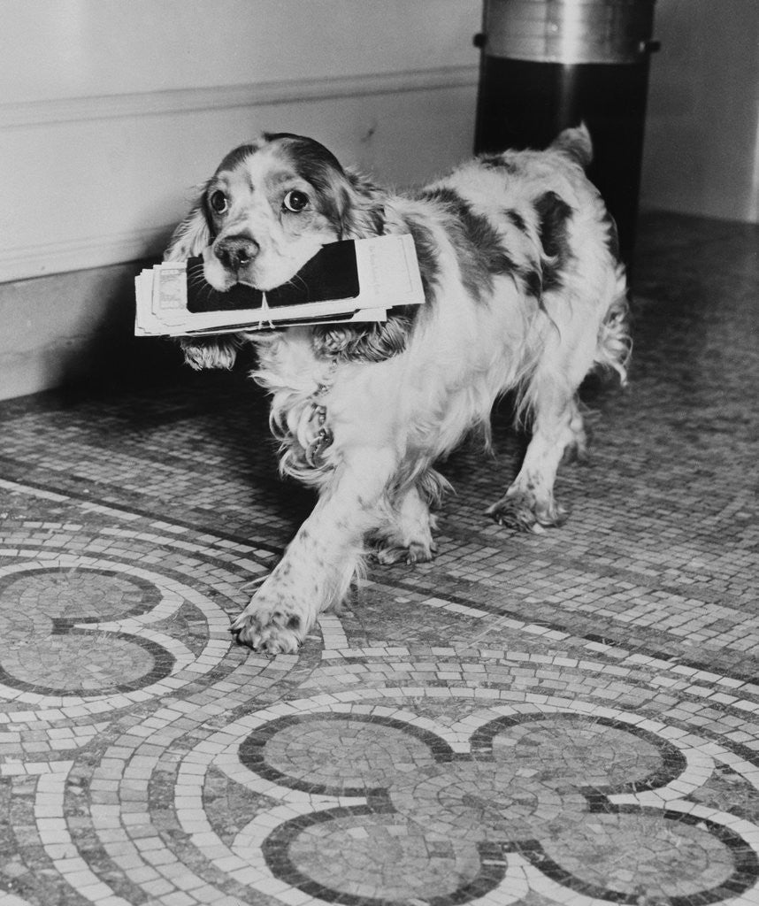 Detail of Cocker Spaniel Carrying Papers by Anonymous