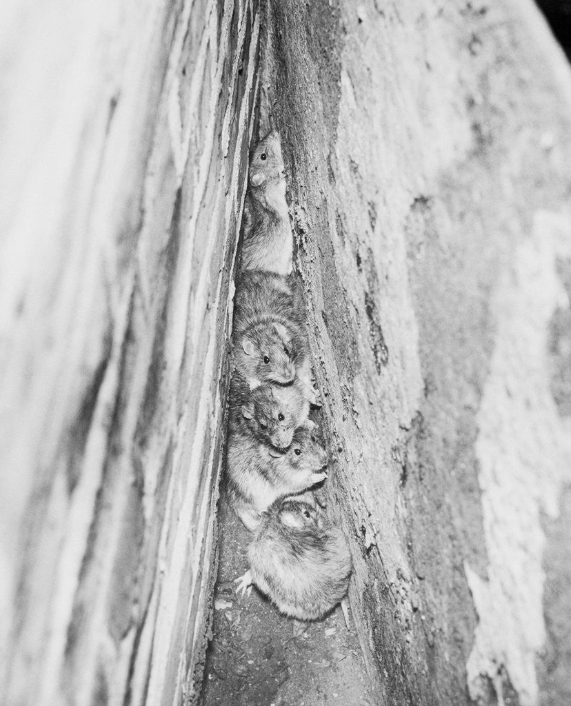 Detail of Rats Huddled in a Wall's Corner by Anonymous