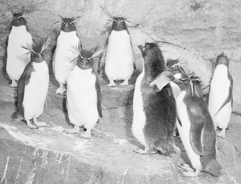 Detail of Penguins at the Zoo by Corbis