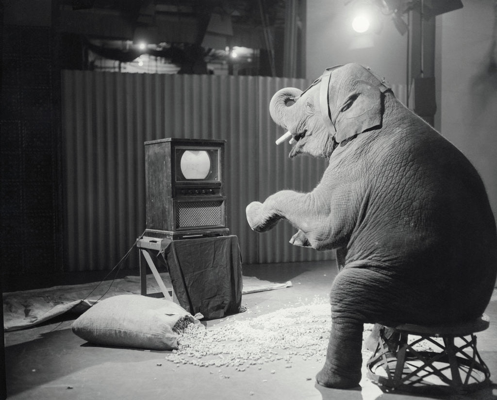 Detail of Elephant Watching Television by Anonymous