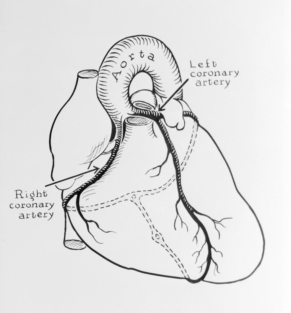 Detail of Heart Diagram by Anonymous