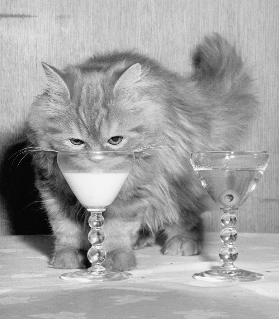 Detail of Kitten Choosing Milk over Martini by Anonymous
