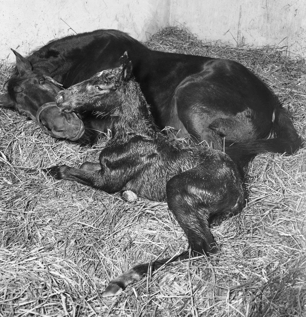 Detail of Andromeda and Foal by Anonymous