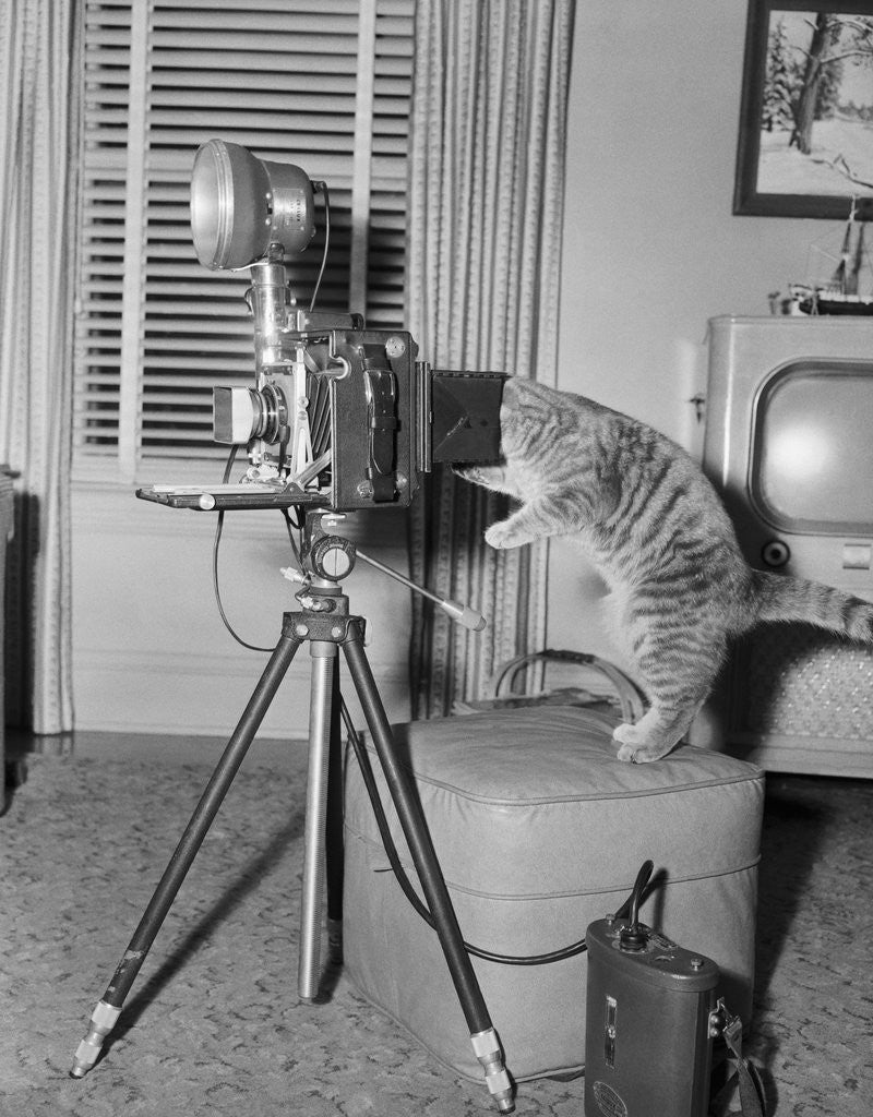 Detail of Cat Playing with Camera by Anonymous