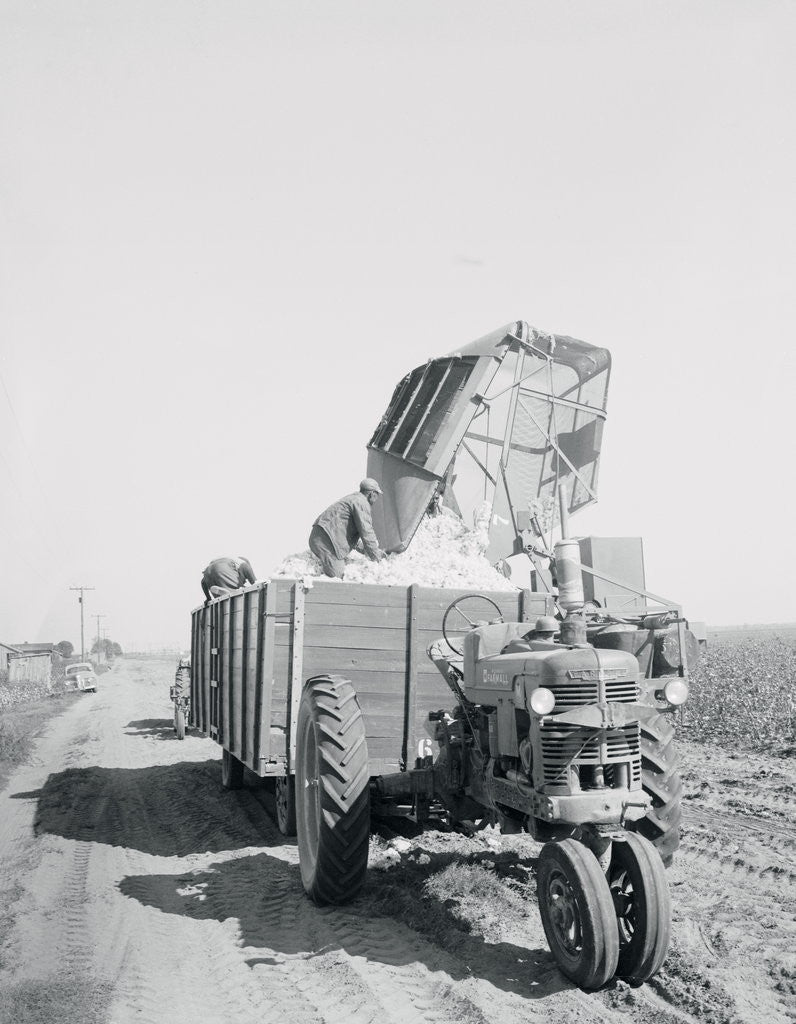 Detail of A Cotton Picker Unloading Its Contents Into a Truck by Anonymous