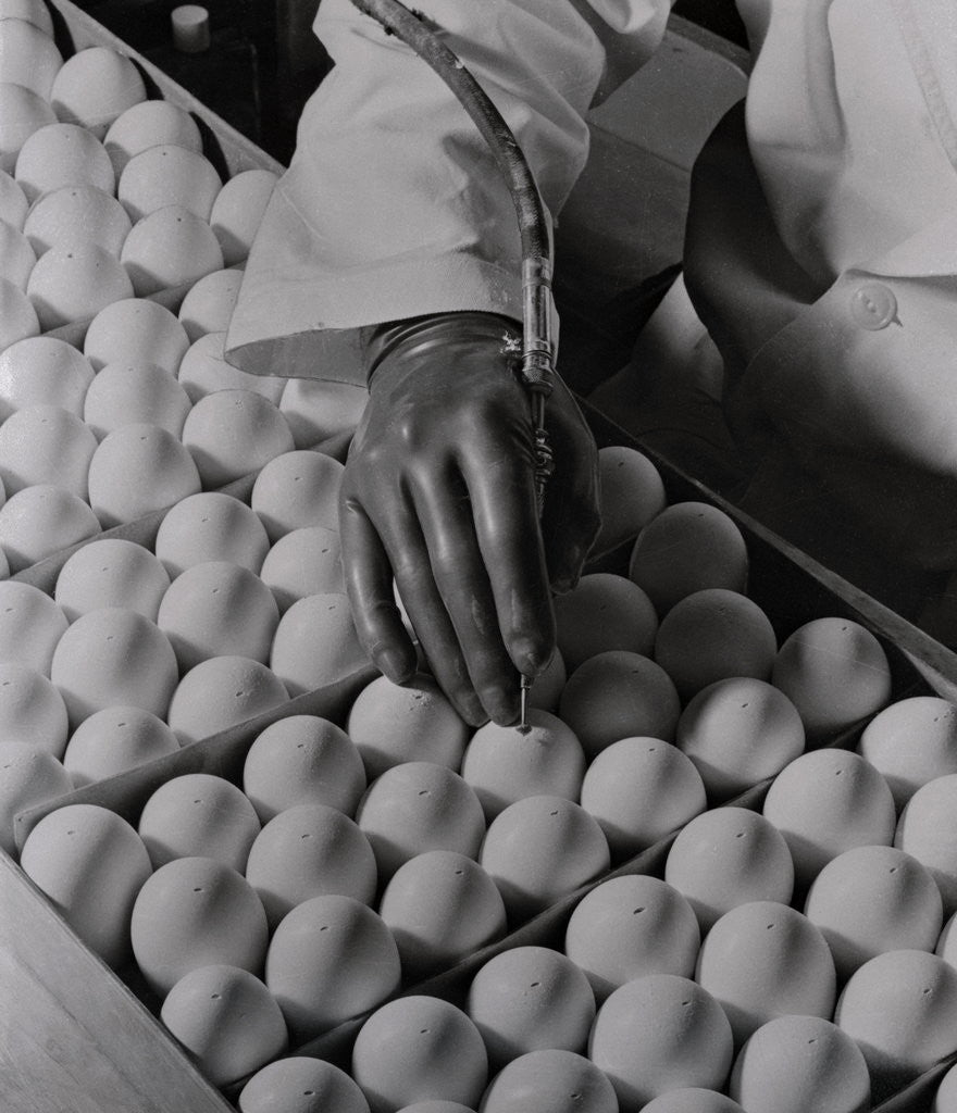 Detail of Close Up of Eggs Being Drilled for Flu Research by Anonymous