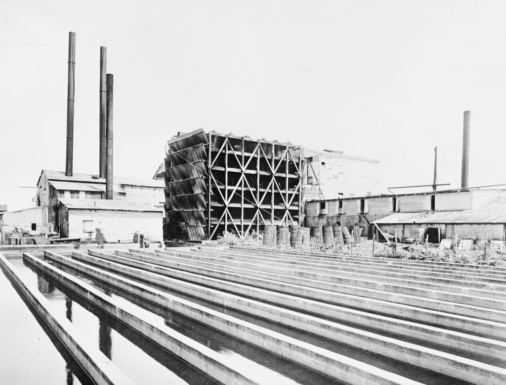 Detail of Sugar Plant by Anonymous