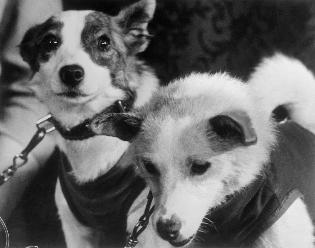 Detail of Canine Astronauts Strelka and Belka by Anonymous