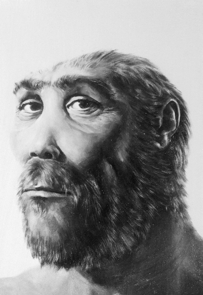 Detail of Artist's Recreation of Prehistoric Man's Head by Anonymous