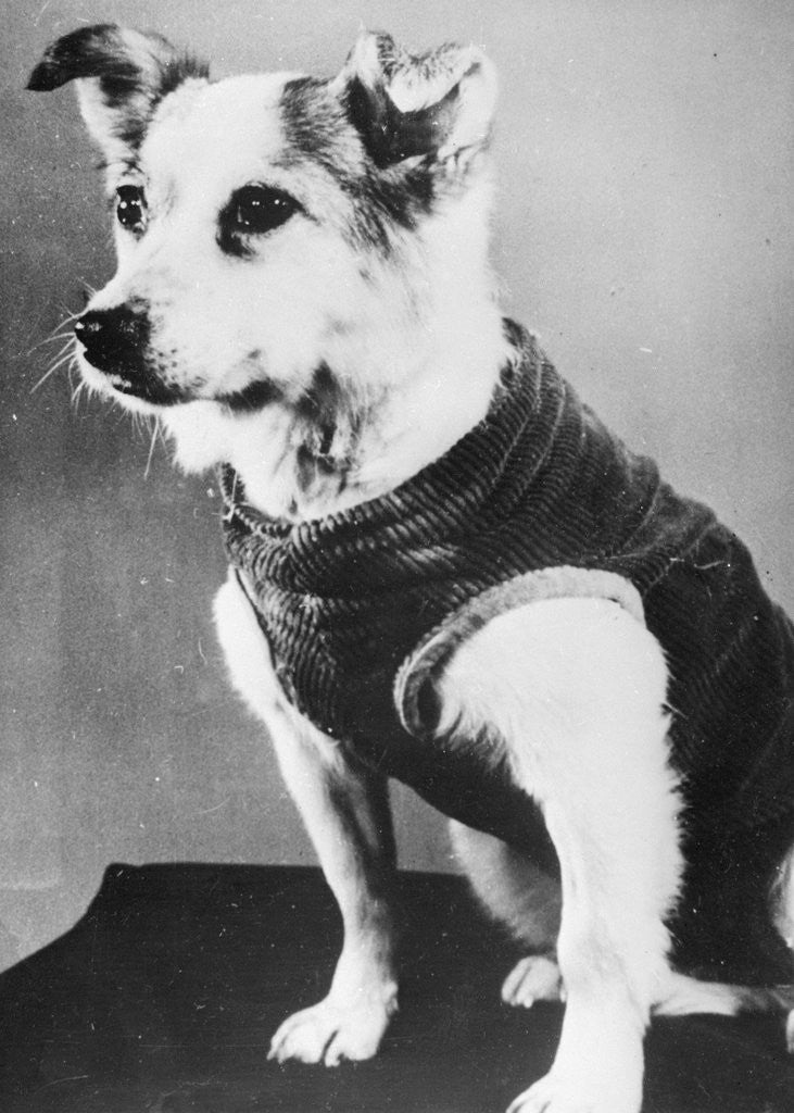 Detail of Dog Wearing Sweater by Anonymous