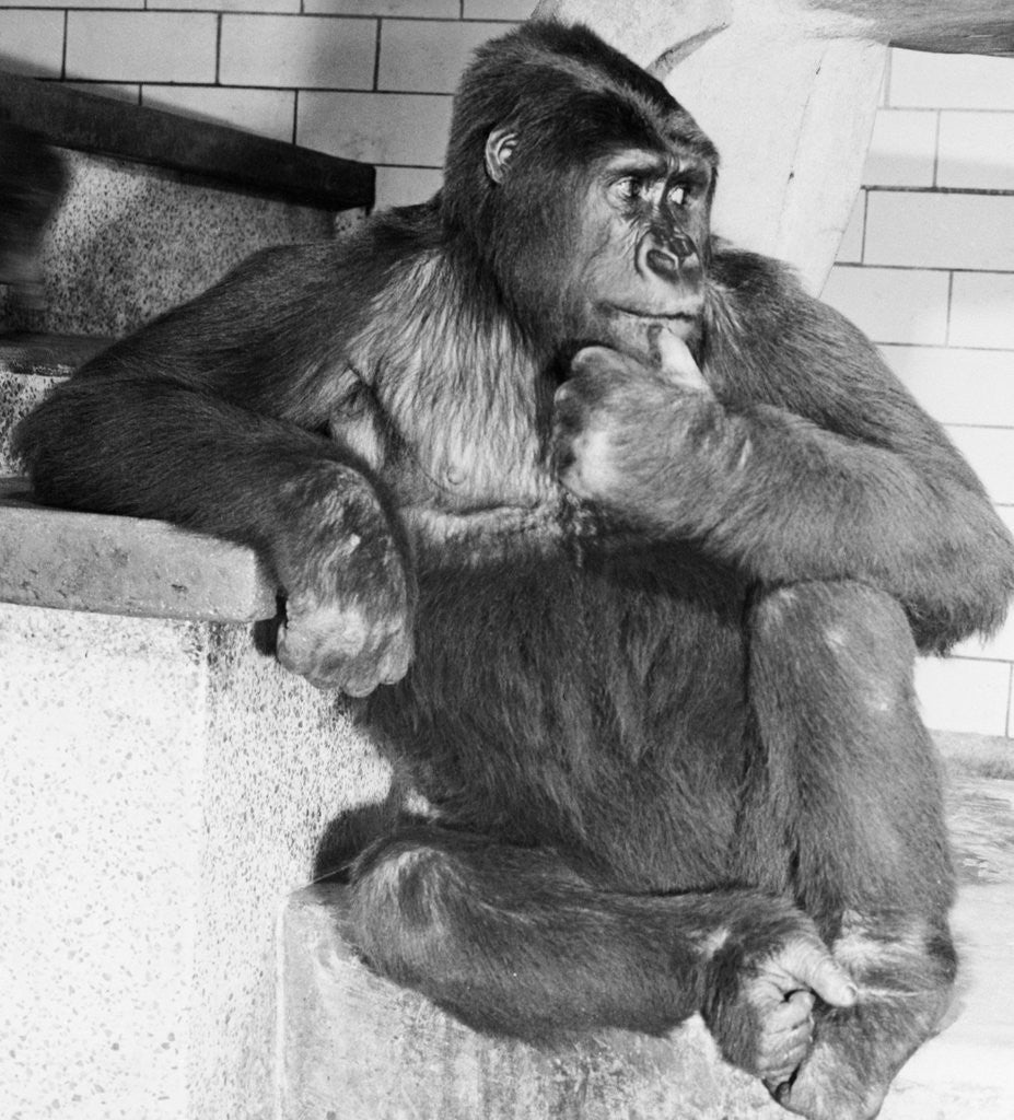 Detail of Gorilla by Anonymous
