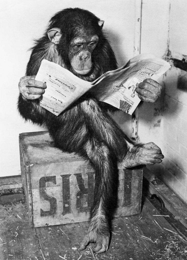 Chimpanzee Reading Newspaper by Corbis