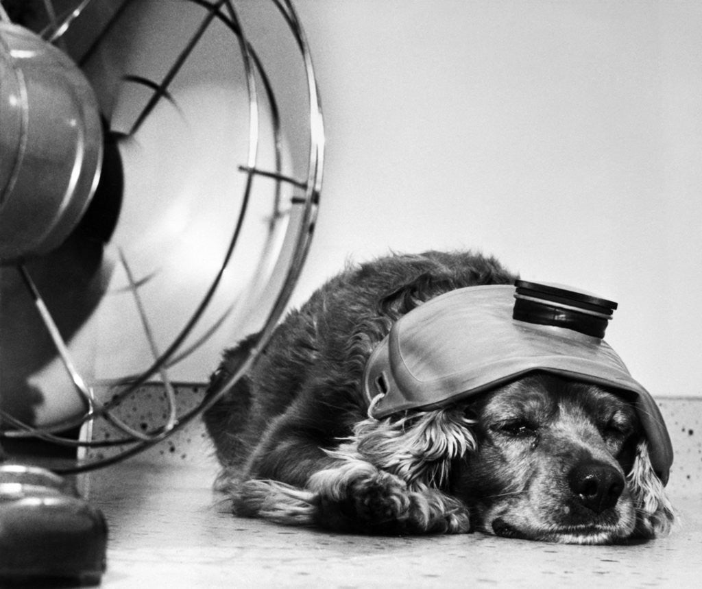 Detail of Cocker Spaniel Keeping Cool with Electric Fan by Corbis