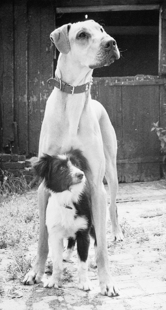 Detail of Small Dog Standing Under Great Dane by Anonymous
