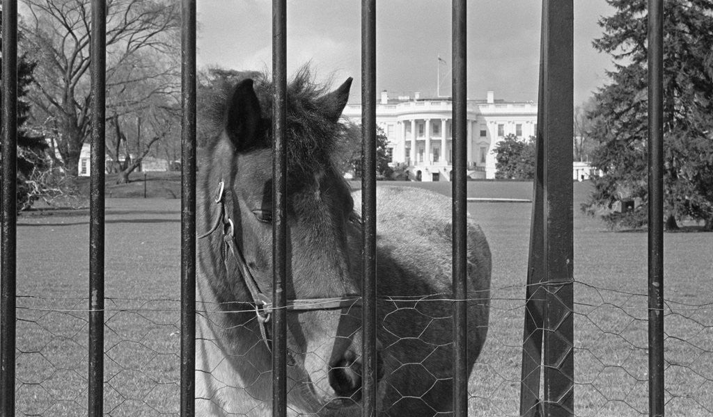 Detail of Young Horse Standing Behind Fence by Anonymous