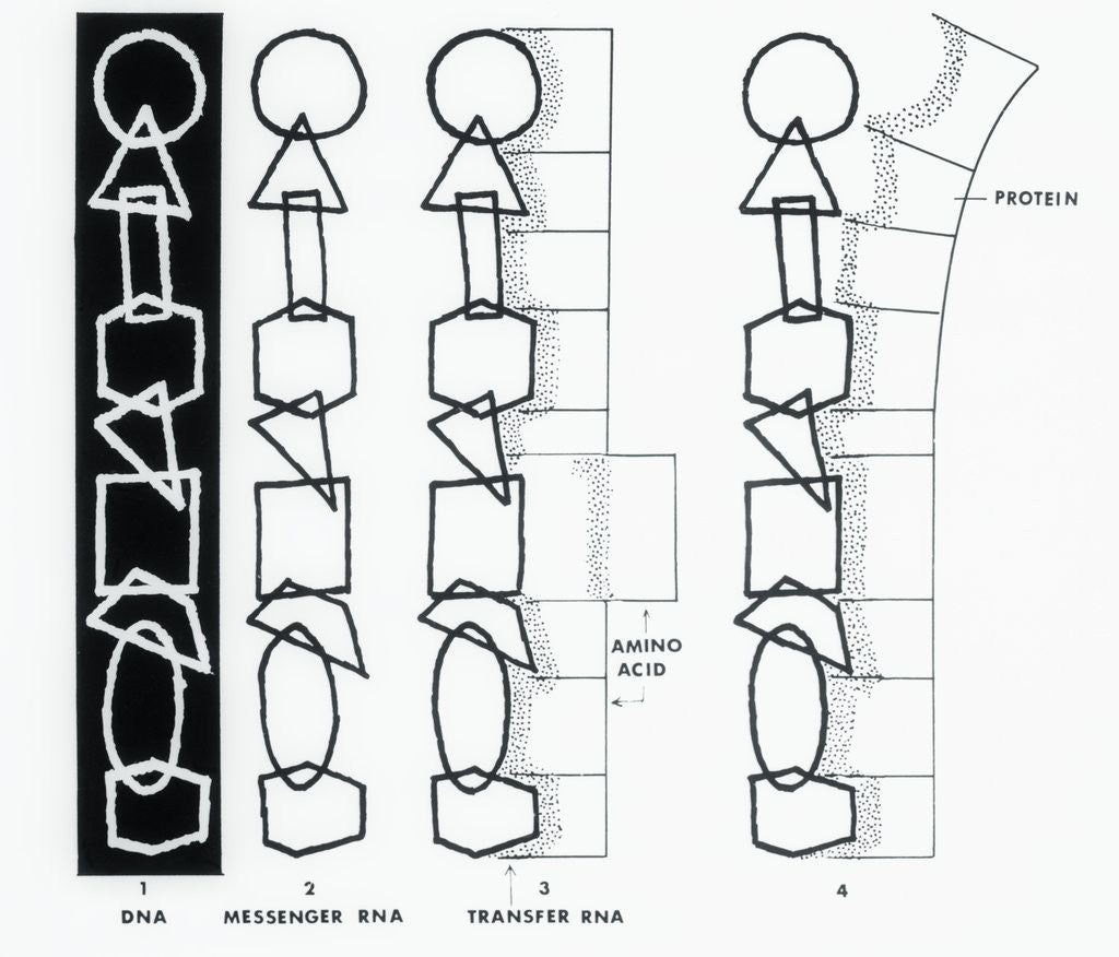 Detail of Diagram of DNA by Corbis