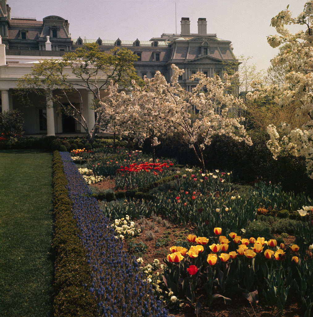 Detail of White House Rose Garden by Anonymous