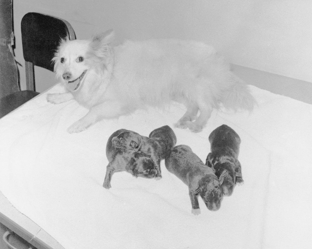 Detail of Dogs Lying on Bed by Anonymous