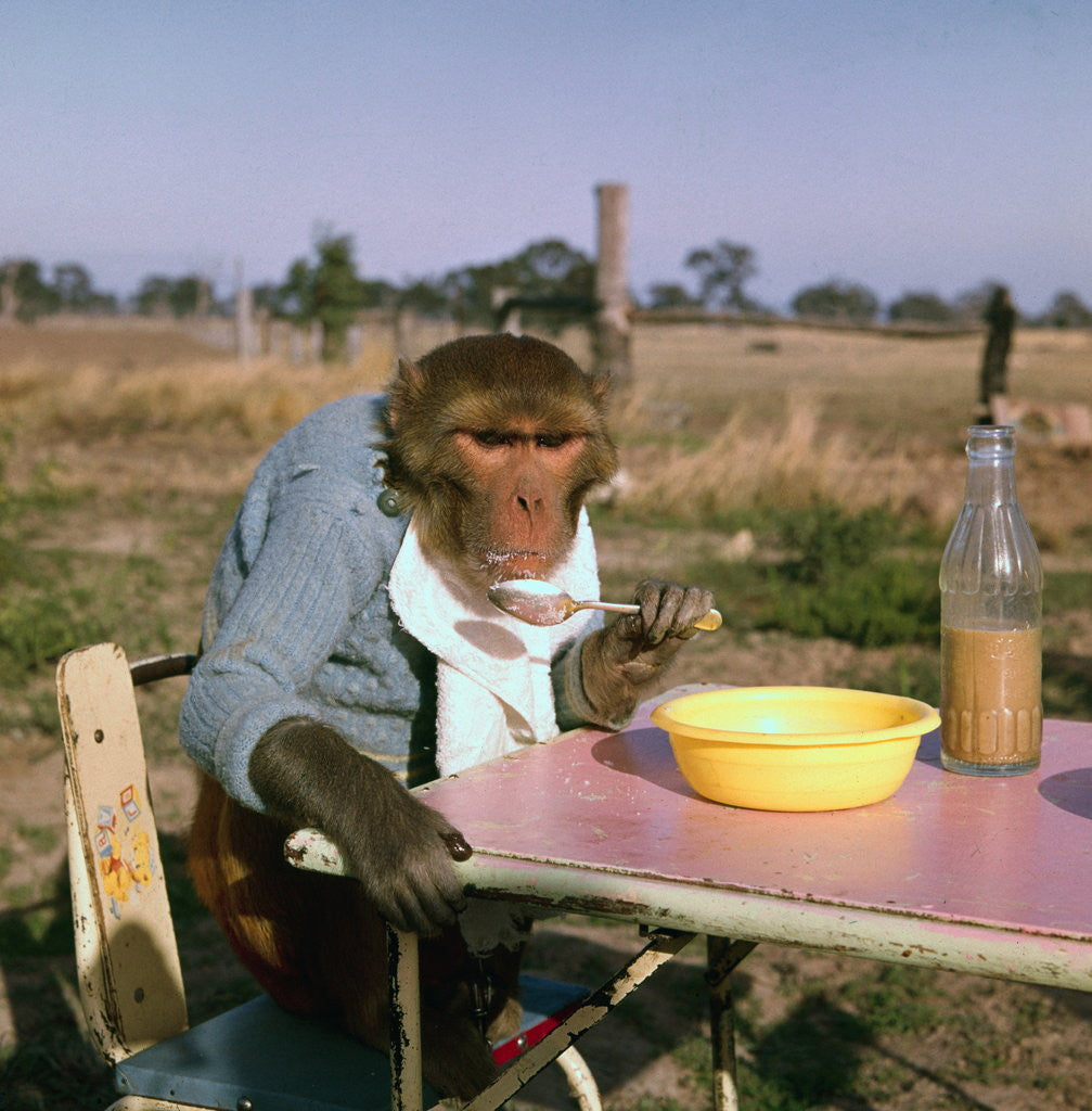 Detail of Monkey Eating Lunch by Corbis