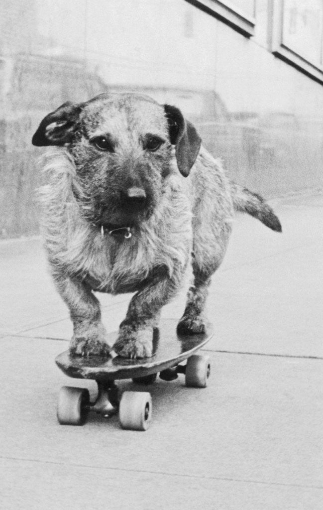 Dog Riding Skateboard by Corbis