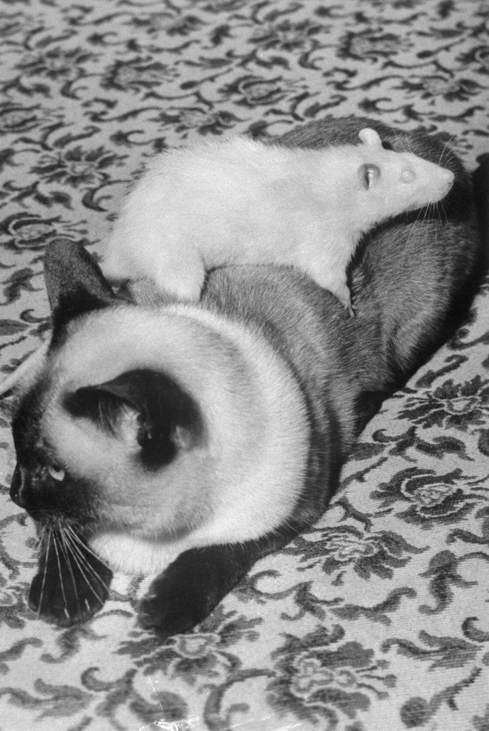 Detail of Cat and Rat Lying Together by Corbis