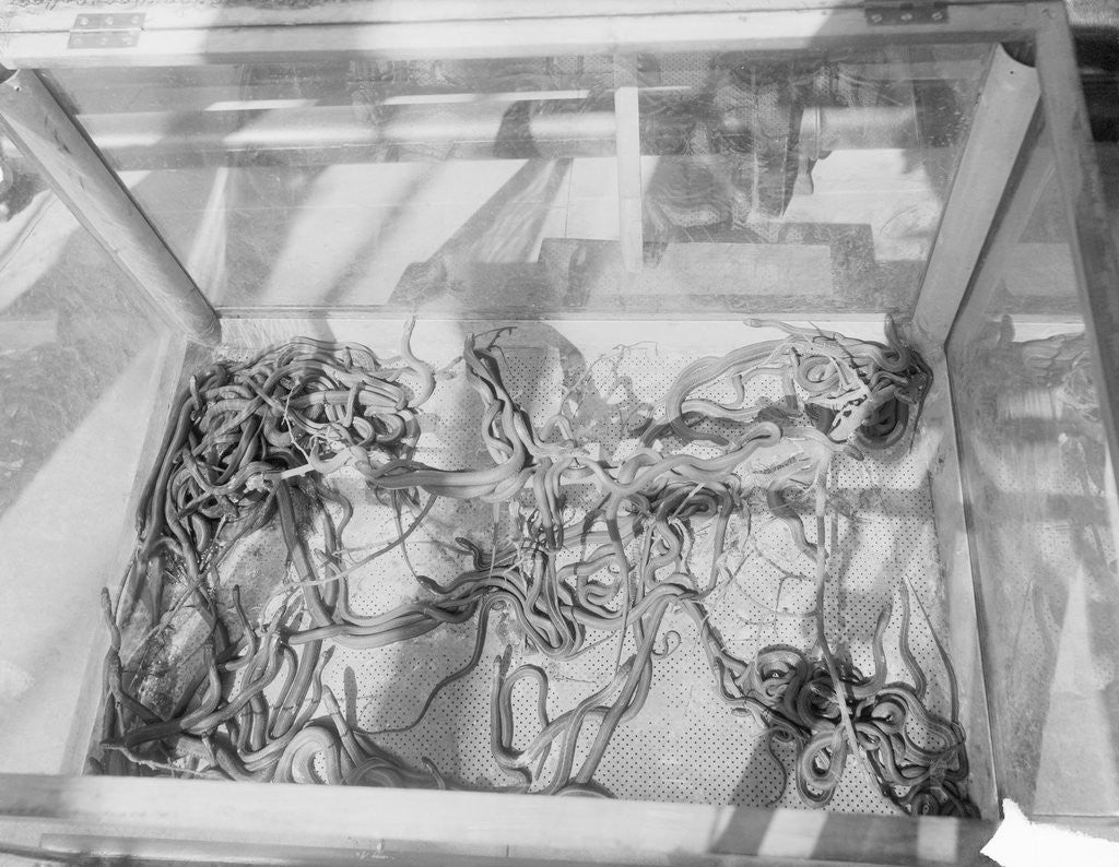 Detail of Case of Garter Snakes by Anonymous