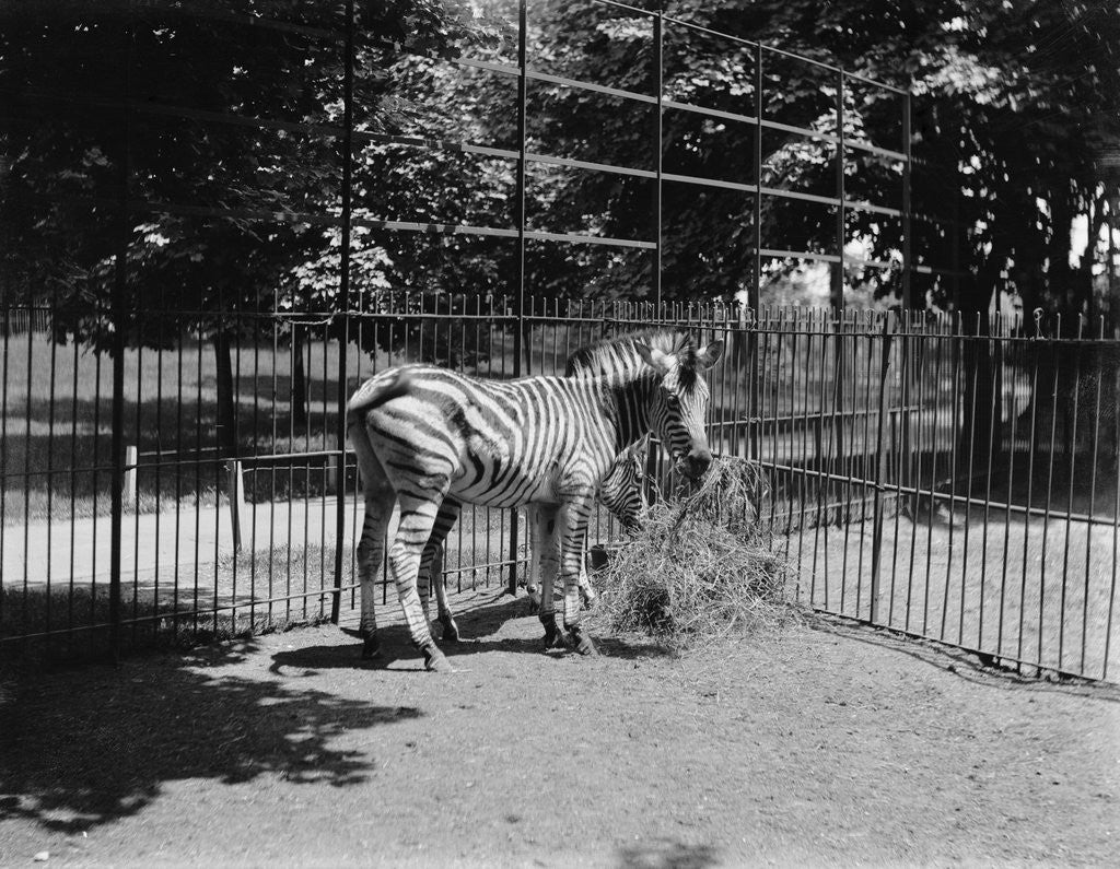 Detail of Zebras by Anonymous