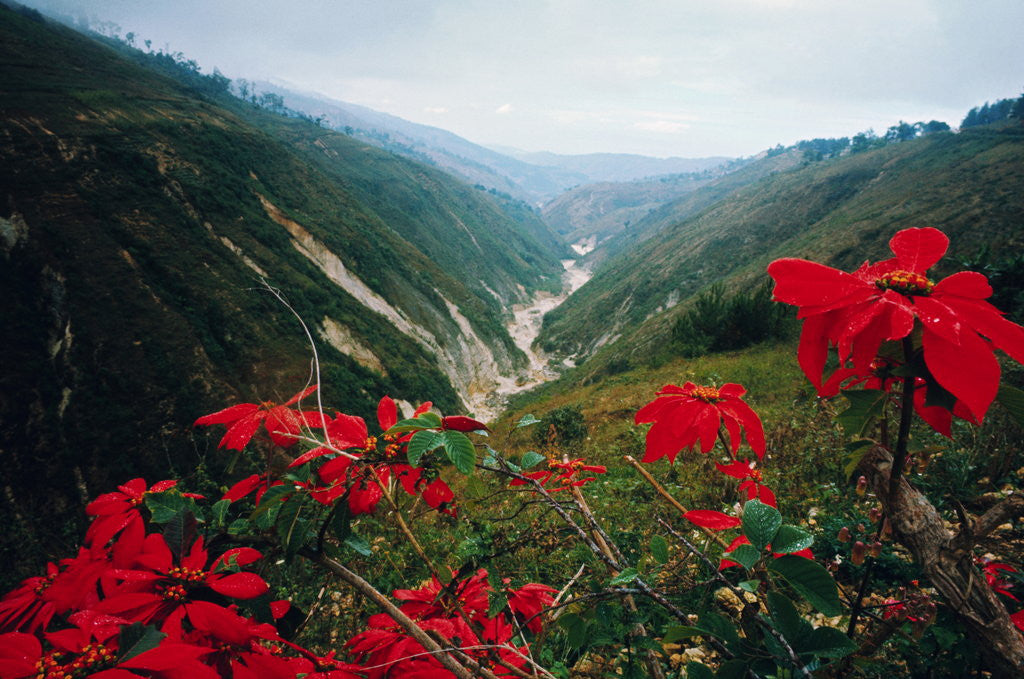 Detail of View of Flowers and Valley by Anonymous