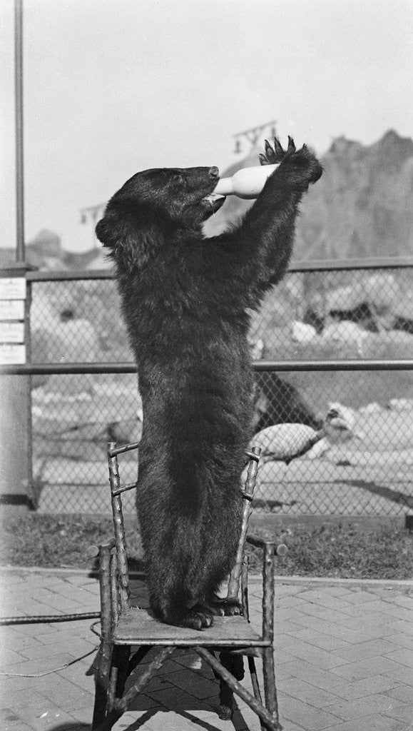 Detail of Bear Drinking from Bottle by Anonymous