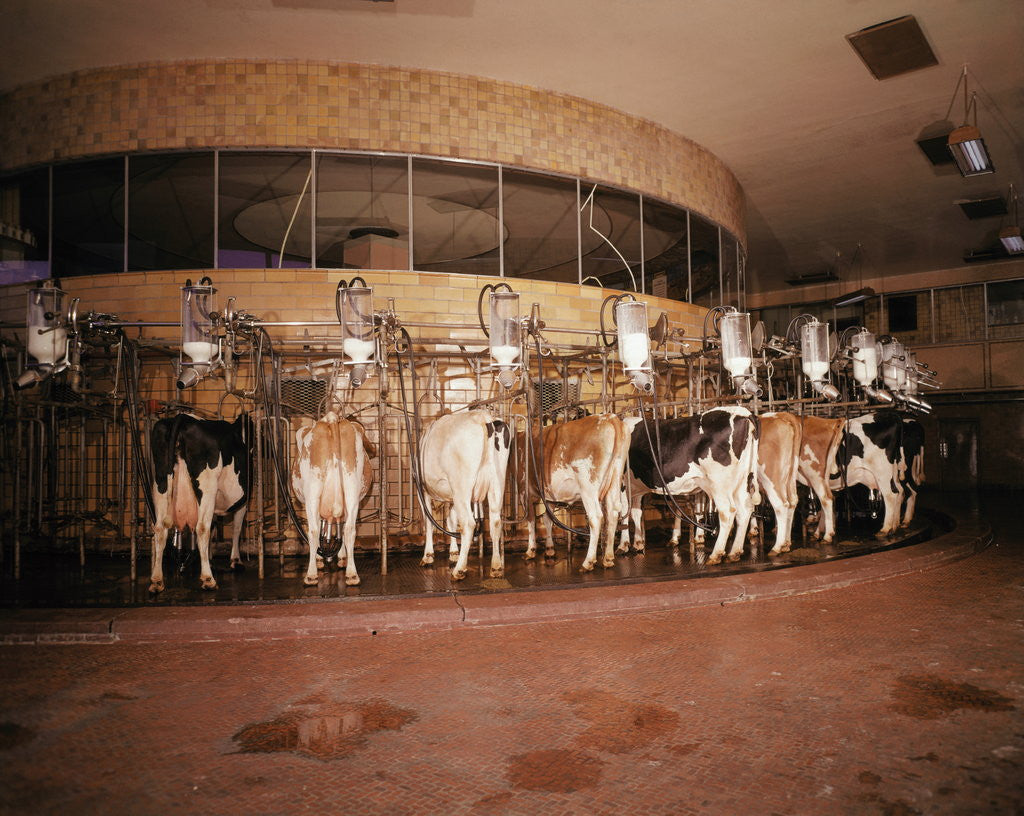 Detail of Milking Machine by Anonymous