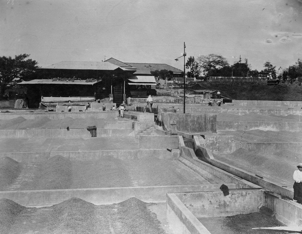 Detail of Costa Rican Coffee Plantation by Anonymous