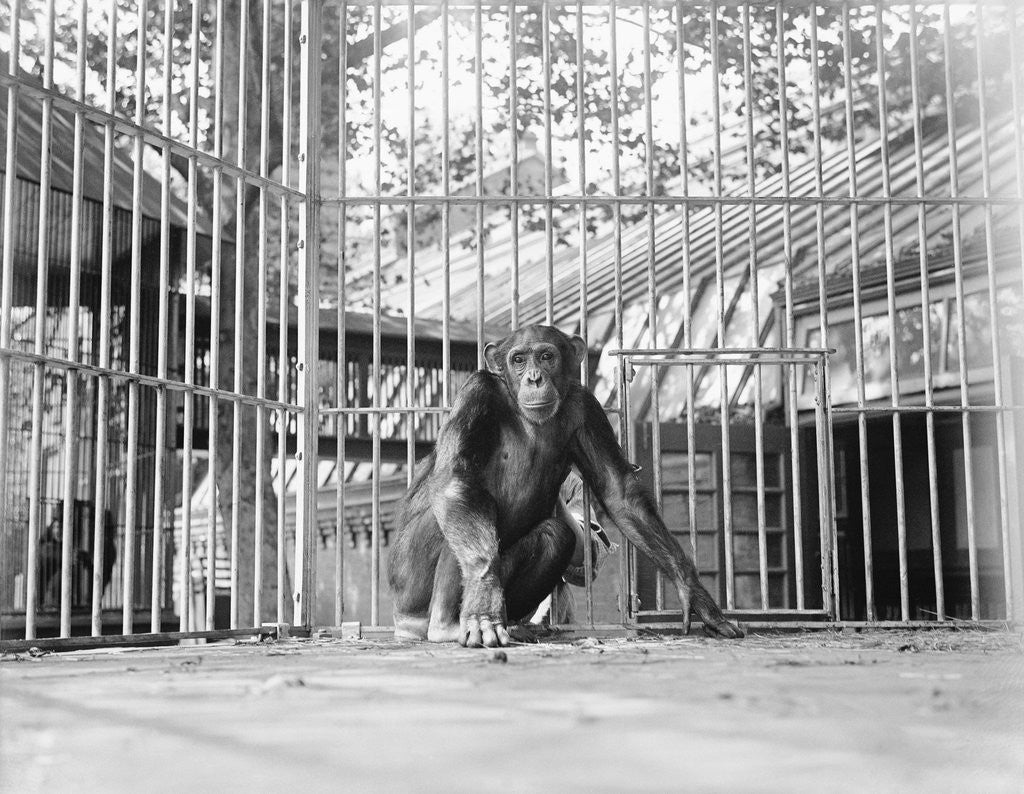 Detail of Chimpanzee in a Cage by Anonymous