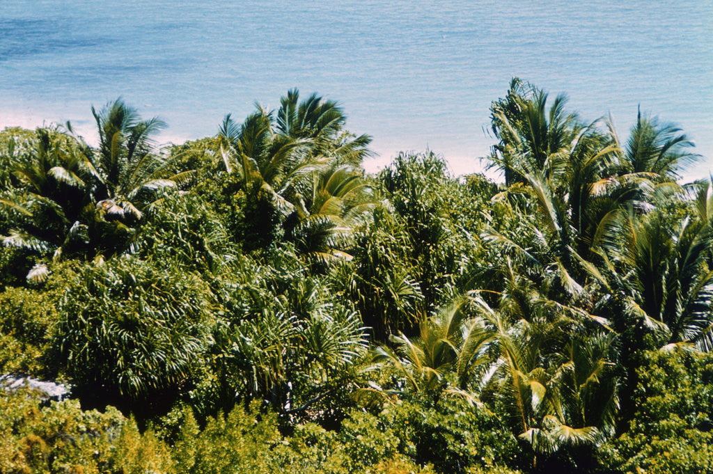 Detail of Overview of Lush Trees and Foliage by Anonymous
