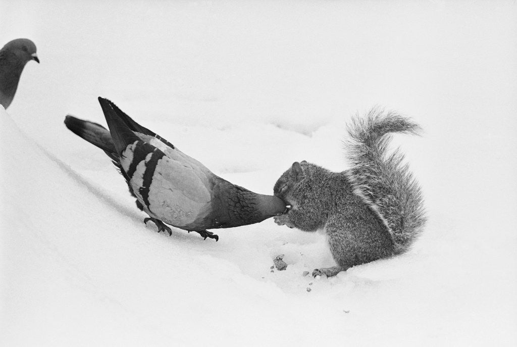 Detail of Pigeon Taking Nut from Squirrel on Snowy Day by Corbis