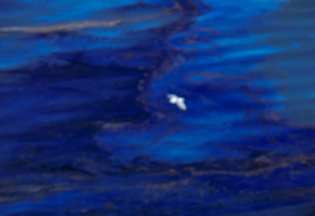 Detail of Oil Slick from Tanker Collision by Corbis