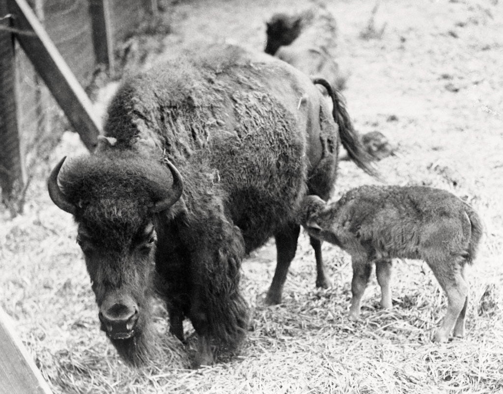 Detail of Newborn Buffalo with Mother by Anonymous