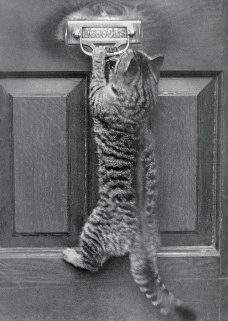 Detail of English Watch Cat by Anonymous