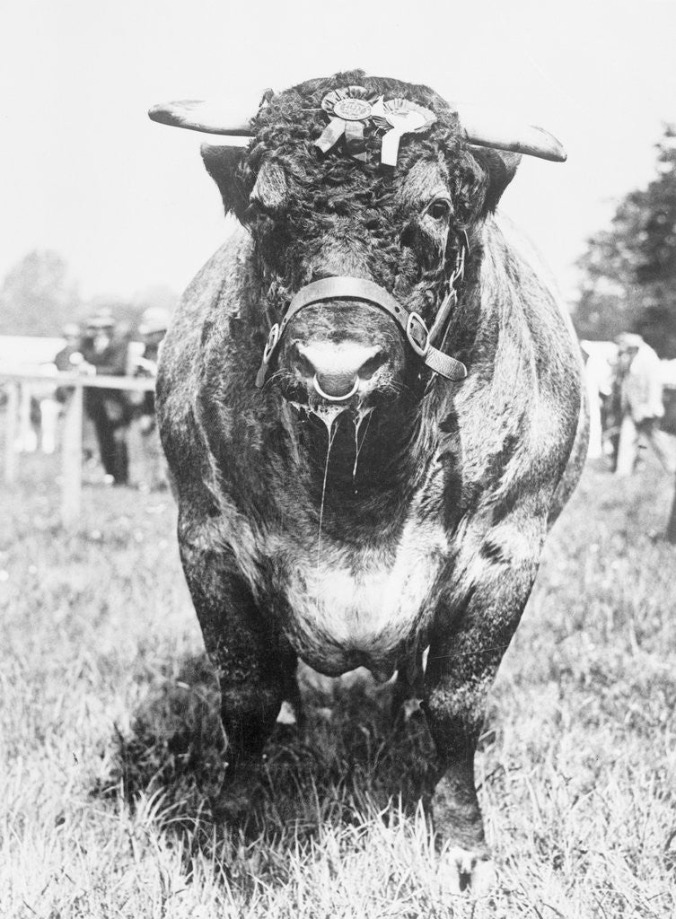 Detail of View of Prize Bull by Anonymous