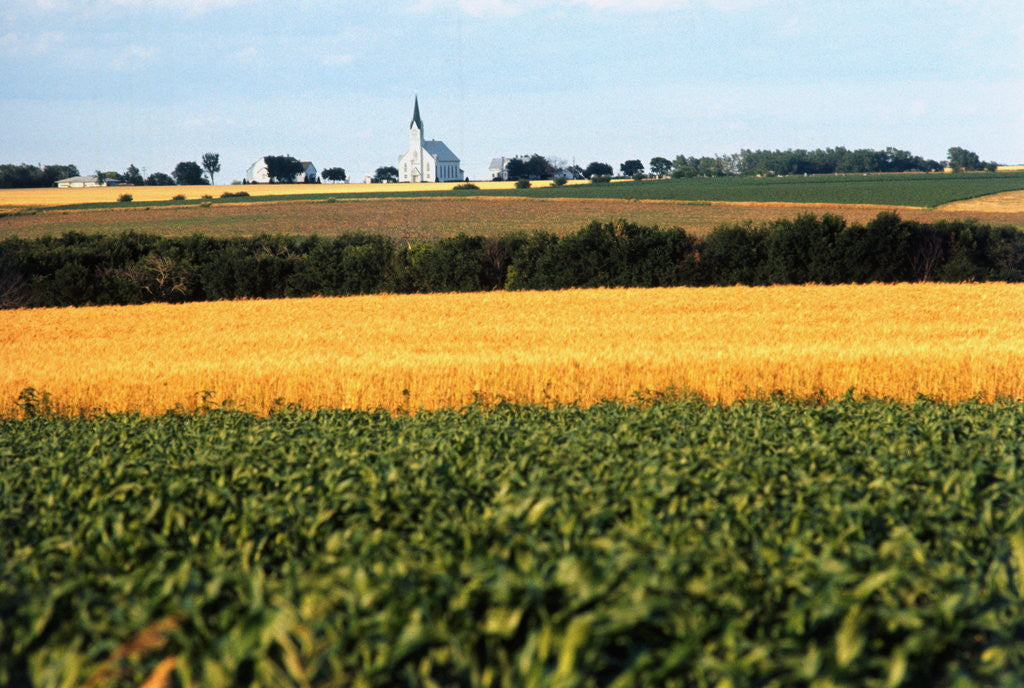 Detail of Cornfield with Church in Background by Anonymous