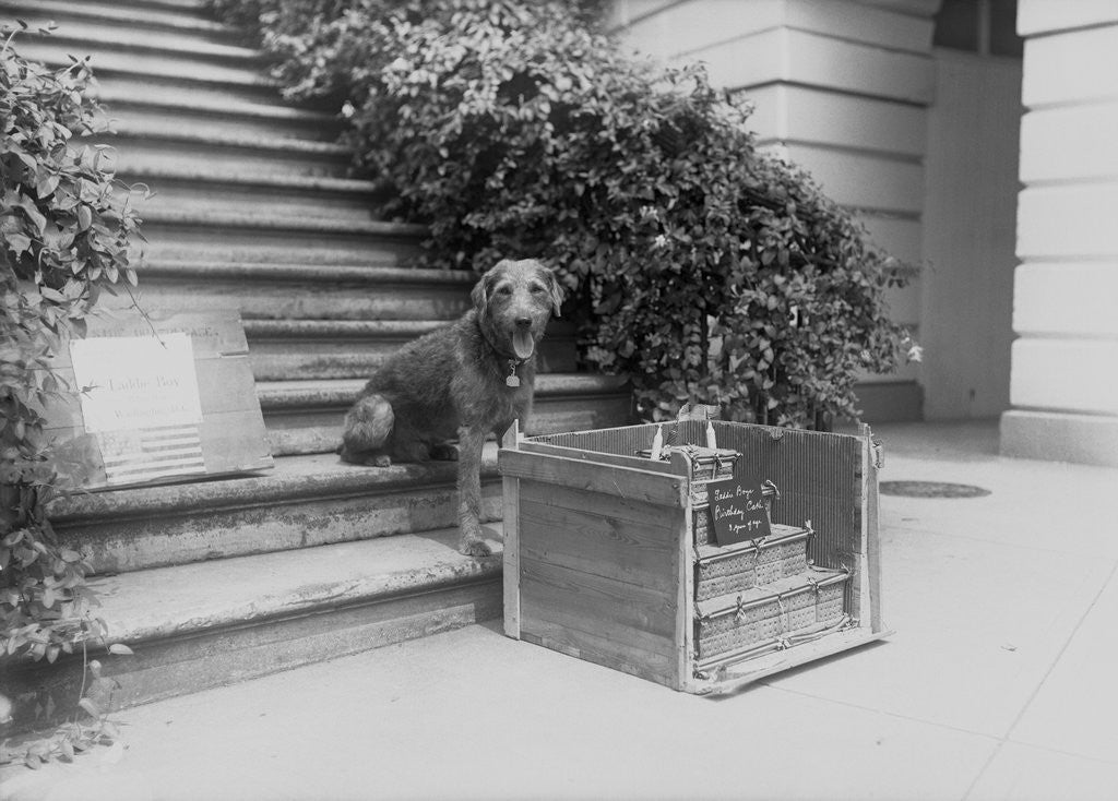 Detail of Laddie Boy with Birthday Cake by Anonymous