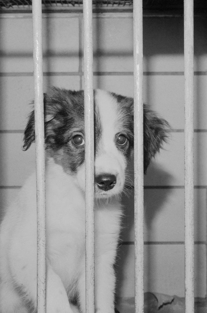 Detail of Dog Waiting for Adoption in Cage by Anonymous