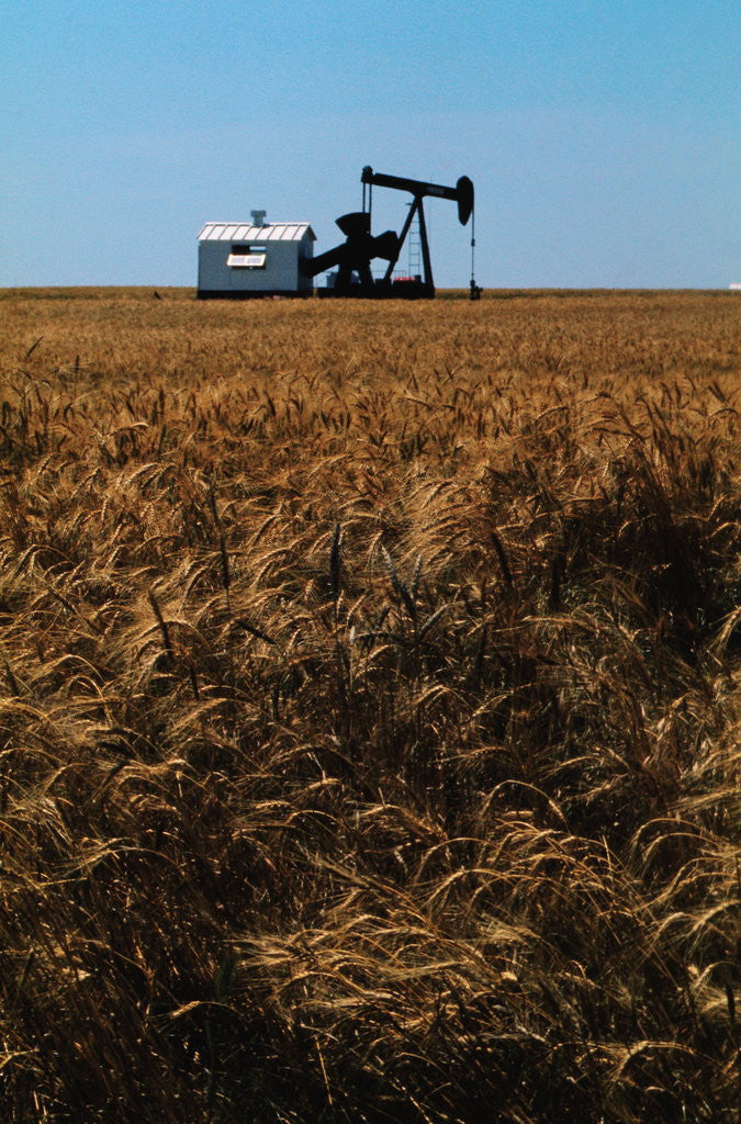 Detail of Crops Ready for Harvest by Anonymous