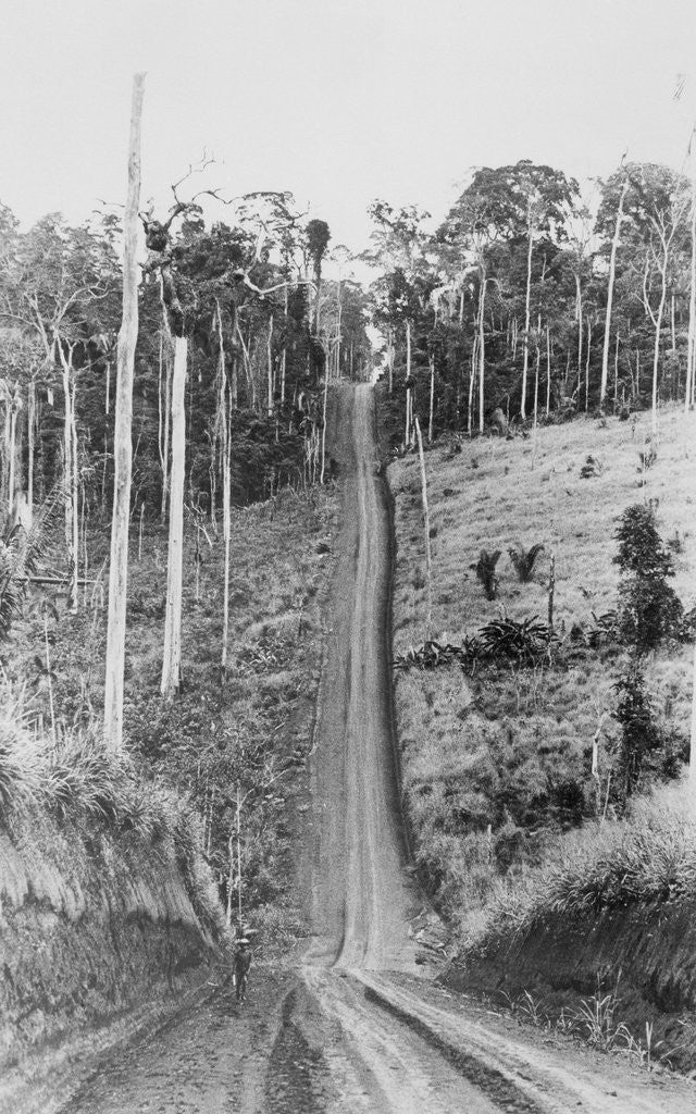 Detail of Trans-Amazon Highway by Anonymous