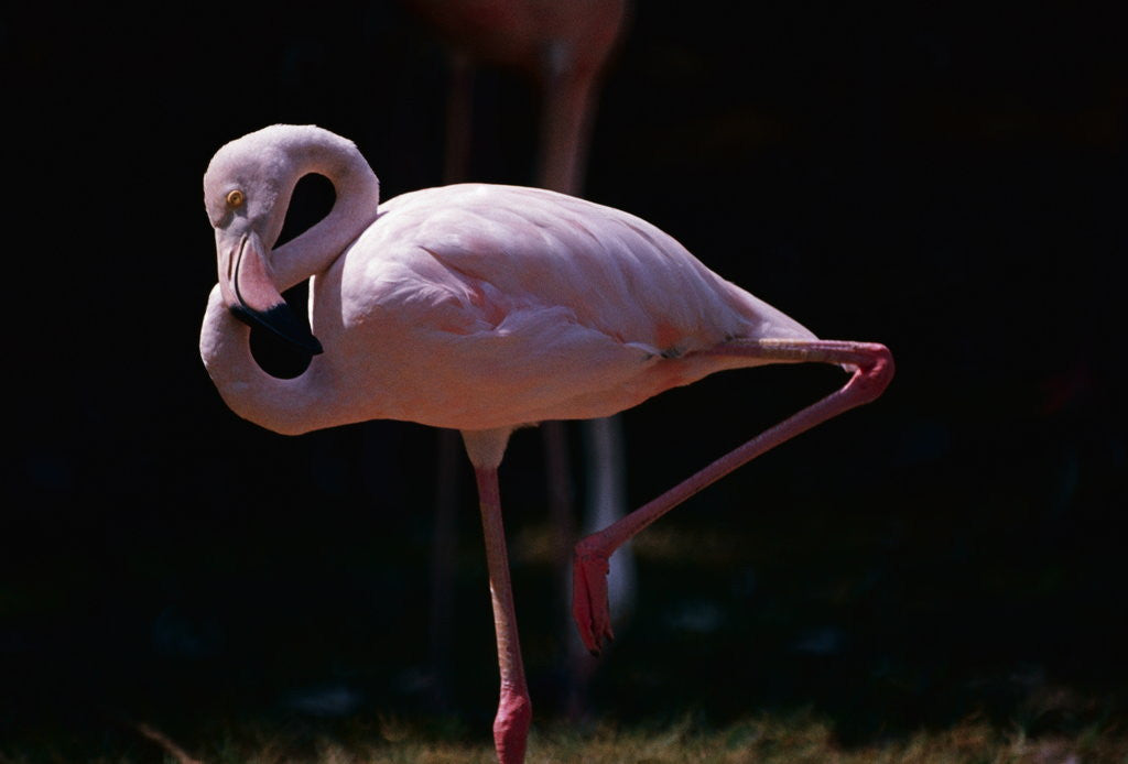 Detail of Flamingo by Corbis