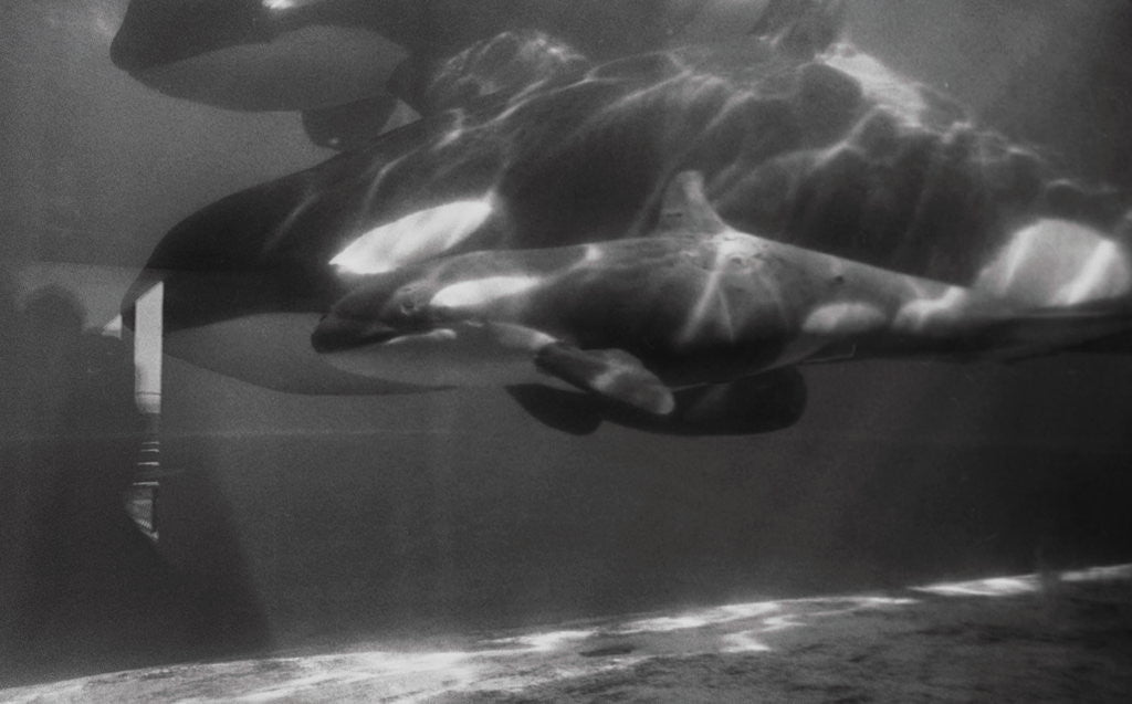 Detail of Family of Whales at Marineland by Anonymous