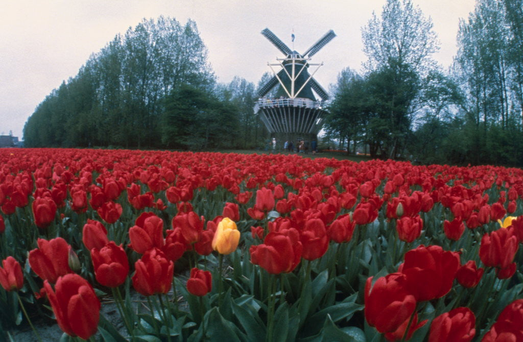 Detail of Field of Tulips with Windmill by Corbis